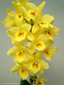 Dendrobium Golden Heart