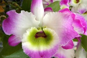 Dendrobium Rainbow Dress