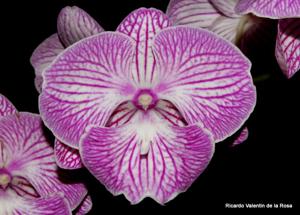 Phalaenopsis Yu Pin Fireworks