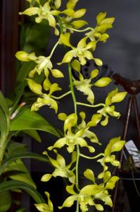 Dendrobium Fraser's Canary Twister