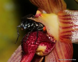 Bulbophyllum Grace Thoms
