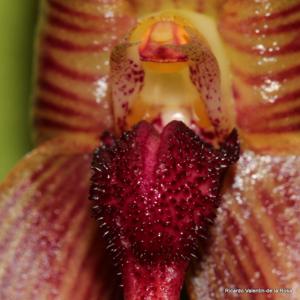 Bulbophyllum Grace Thoms