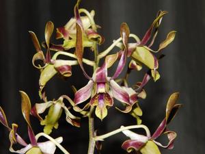 Dendrobium Mah Bow Tan