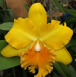 Rhyncholaeliocattleya Shining Gold