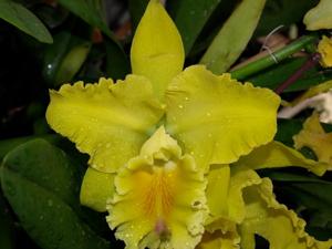 Rhyncholaeliocattleya Shining Gold