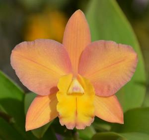 Cattlianthe Sweet Jewel