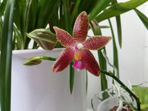 Phalaenopsis gersenii