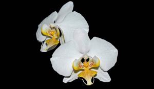 Phalaenopsis leda