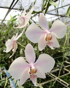 Phalaenopsis leucorrhoda