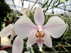 Phalaenopsis leucorrhoda