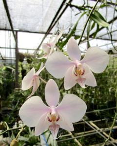 Phalaenopsis leucorrhoda