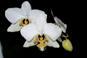 Phalaenopsis leda