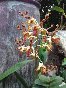 Dendrobium Constance