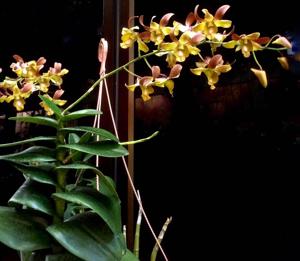 Dendrobium Jennifer Lim