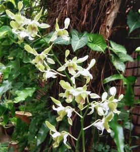 Dendrobium Jennifer Lim