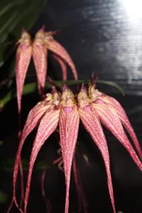 Bulbophyllum Elizabeth Ann