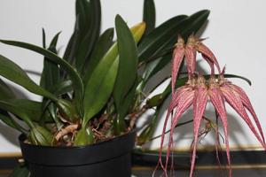 Bulbophyllum Elizabeth Ann