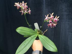 Phalaenopsis Chienlung Corningosa