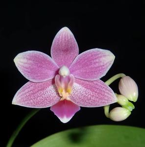 <i>Phalaenopsis</i> Ambotris