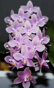 Phalaenopsis Bernice Maskin