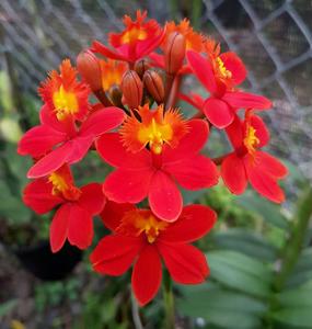 Epidendrum Max Valley