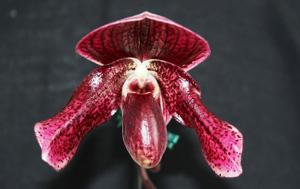 Paphiopedilum Wottonii