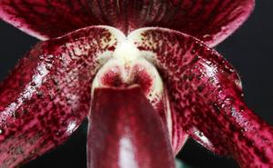 Paphiopedilum Wottonii