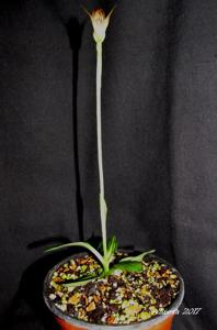 Pterostylis Dusky Duke