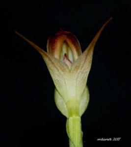 Pterostylis Dusky Duke