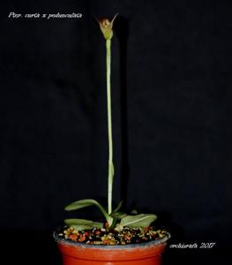 Pterostylis Dusky Duke