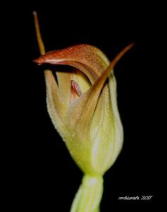 Pterostylis Dusky Duke