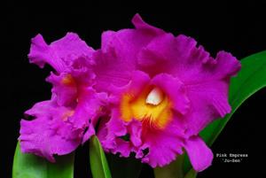 Rhyncholaeliocattleya Pink Empress