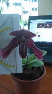 Paphiopedilum Wottonii