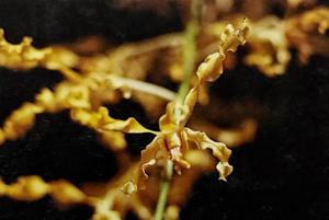 Dendrobium Curlylocks