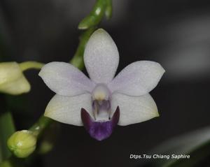 Phalaenopsis Tzu Chiang Sapphire