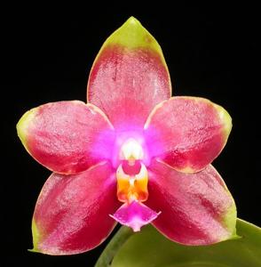 Phalaenopsis John Ewing