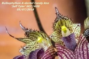 Bulbophyllum A-doribil Candy Ann