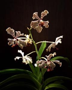 Vanda Burgeffii