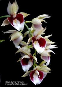 Catasetum Durval Ferreira