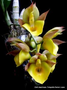 Catasetum tapiriceps