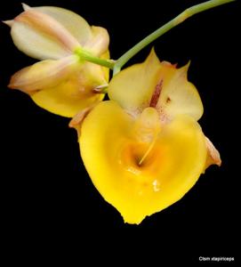 Catasetum tapiriceps