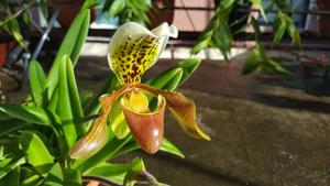 Paphiopedilum nitens