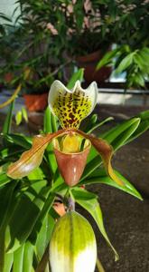 Paphiopedilum nitens