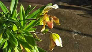 Paphiopedilum nitens