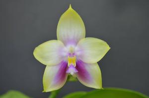 Phalaenopsis Nobby's Green Eagle