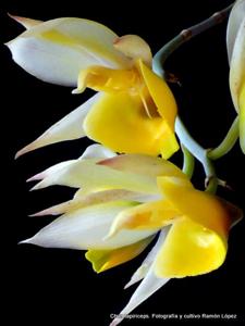 Catasetum tapiriceps