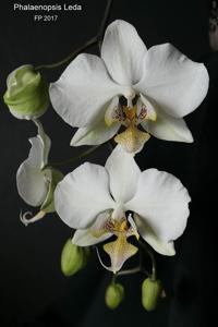 Phalaenopsis leda