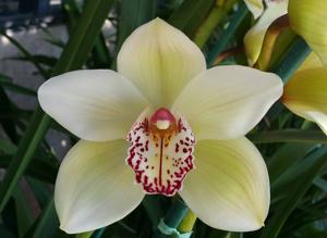 Cymbidium Peter Dawson