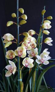 Cymbidium Peter Dawson