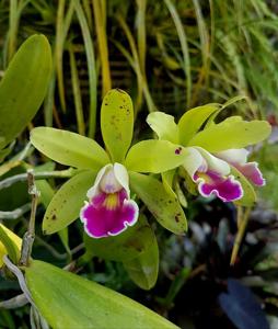 Cattleya Small World